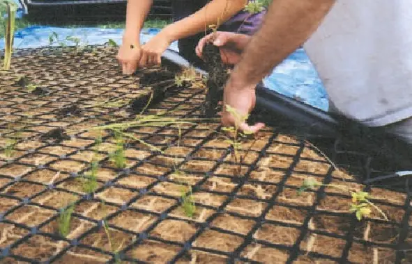 Coir plant bed for supporting vegetation growth and wetland rehabilitation