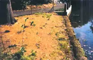 Coir Blanket and Log Application