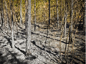 post-fire forest